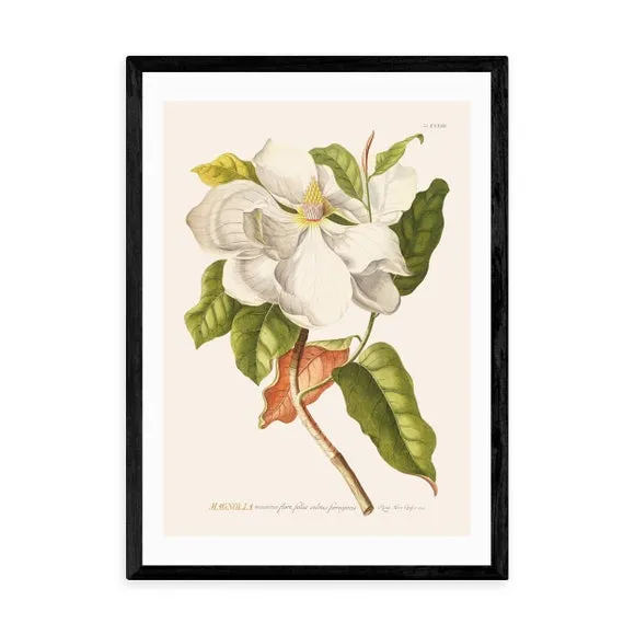Magnolia Wall Print - Multicolor, Paper