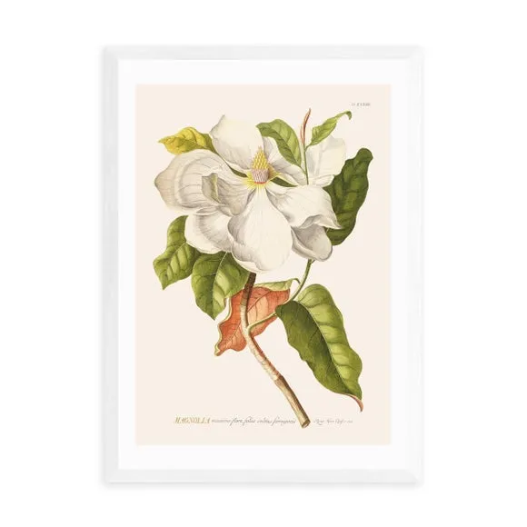 Magnolia Wall Print - Multicolor, Paper