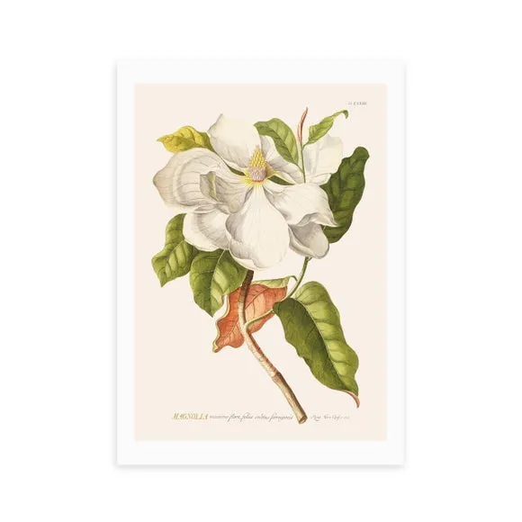 Magnolia Wall Print - Multicolor, Paper