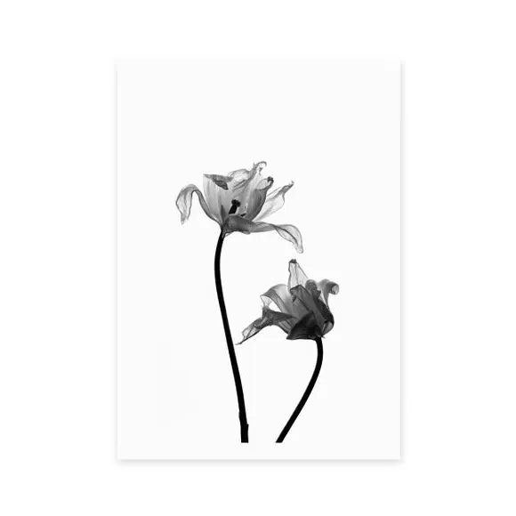Portrait Iris Print - Black/White, Paper
