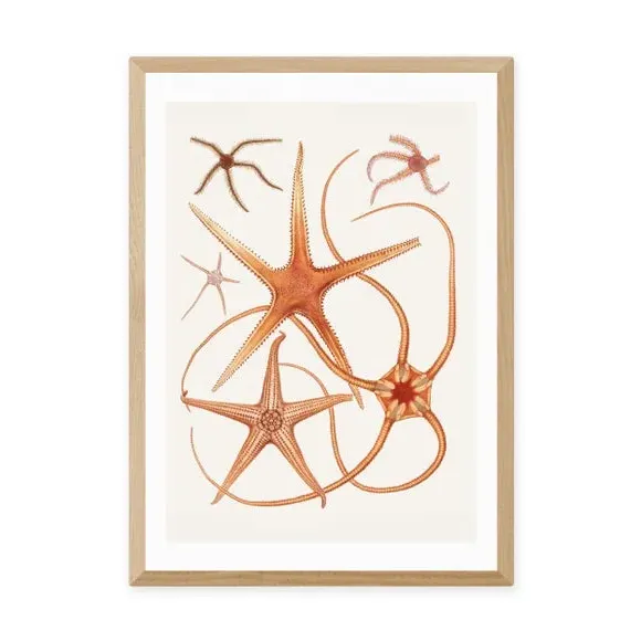 Vintage Starfish 2 Wall Print - Orange, Paper