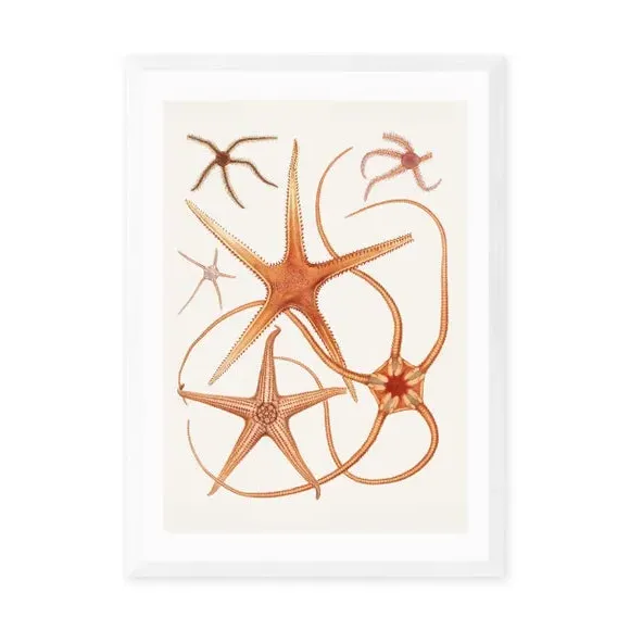 Vintage Starfish Wall Print - Orange, Paper