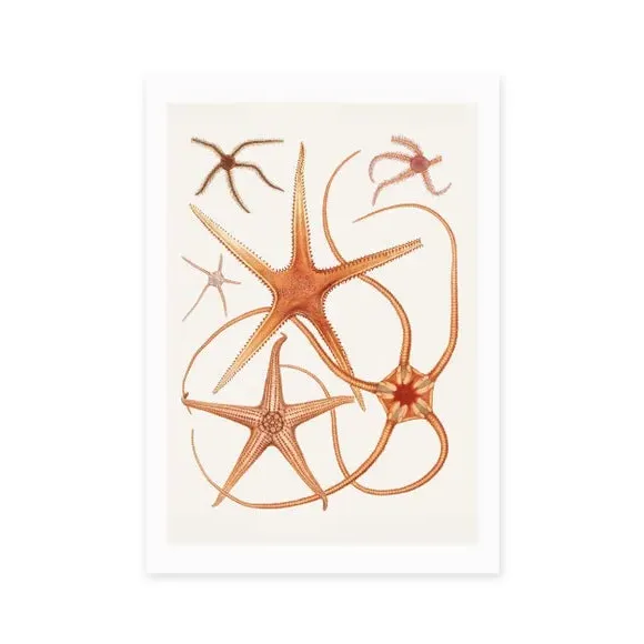Vintage Starfish Wall Print - Orange, Paper