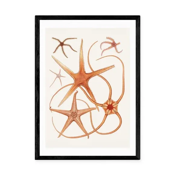 Vintage Starfish Wall Print - Orange, Paper