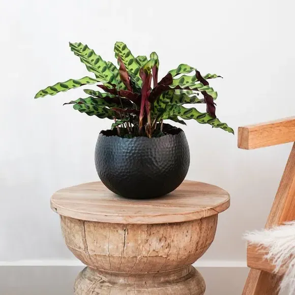 Bowl Plant Pot with Hammered Finish - Black, Iron image