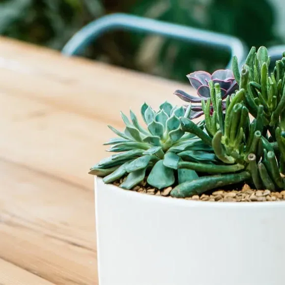 Bowl Plant Pot with Premium Glaze - White