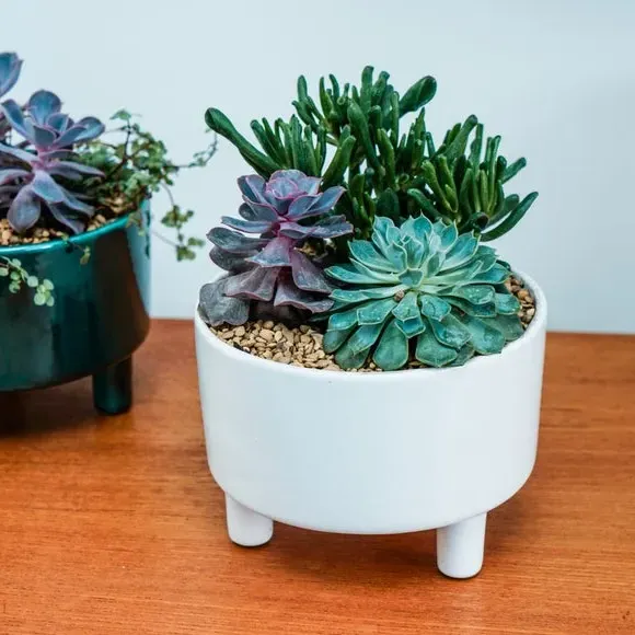 Bowl Plant Pot with Premium Glaze - White