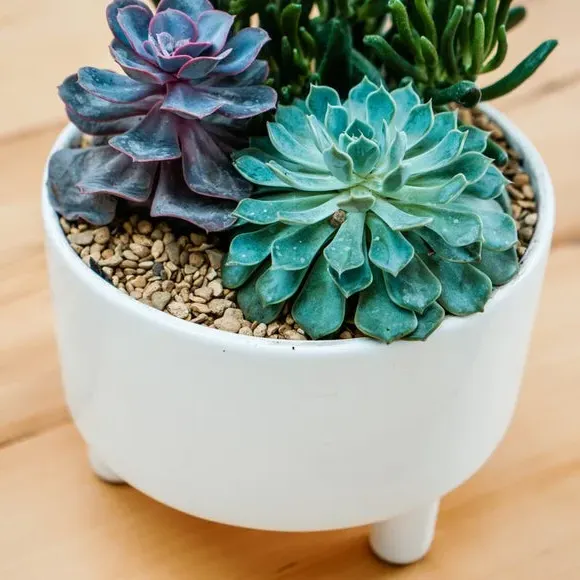 Bowl Plant Pot with Premium Glaze - White