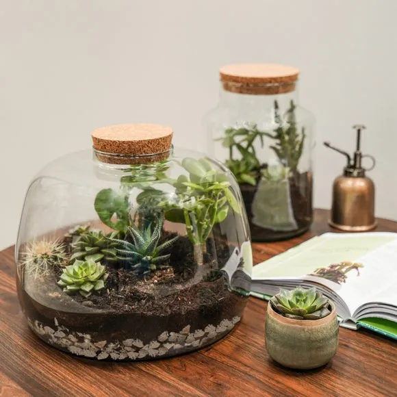 Bowl Terrarium DIY Kit - Clear, Glass