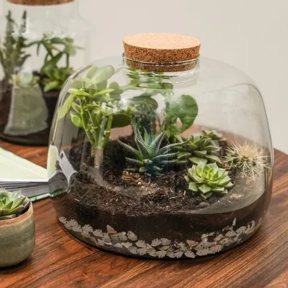 Bowl Terrarium DIY Kit - Clear, Glass