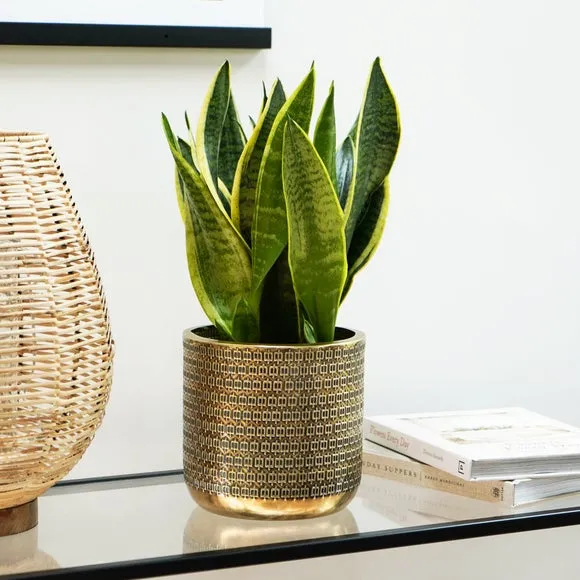 Embossed Plant Pot - Gold, Steel