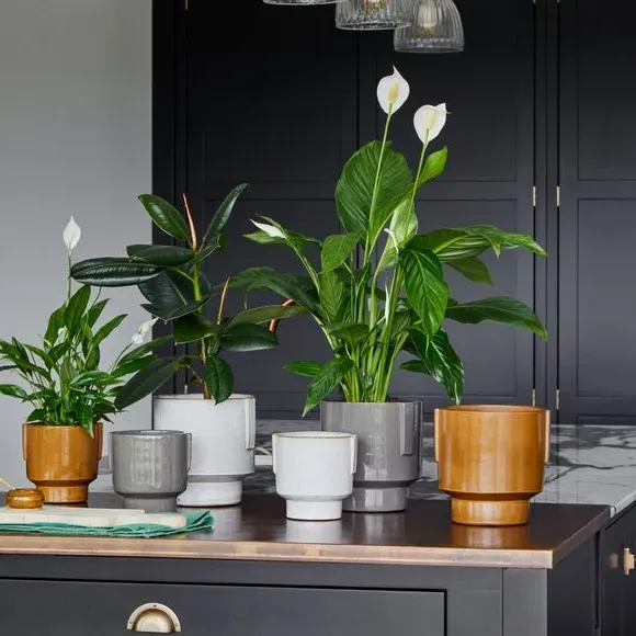 Glazed Plant Pot with Handles - Charcoal, Ceramic