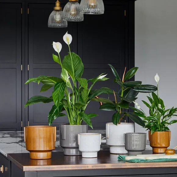 Glazed Plant Pot with Handles - White, Ceramic