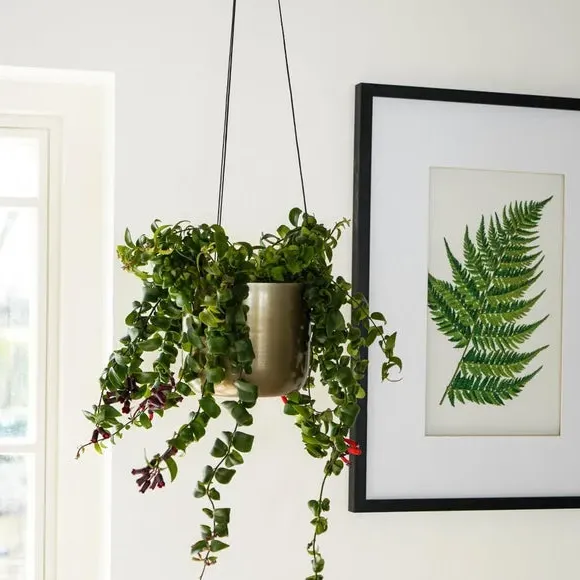 Hanging Plant Pot with Hook - Brass, Metal