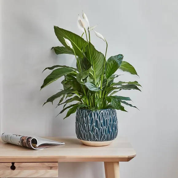 Leaf Embossed Plant Pot - Teal
