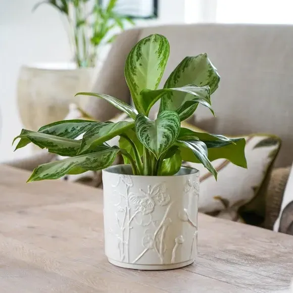 Meadow Plant Pot - Ivory, Stoneware