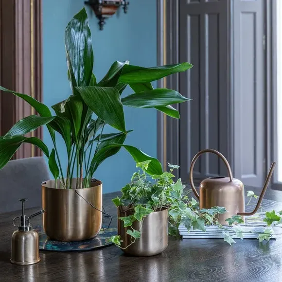 Plant Mister - Brass, Metal