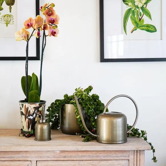 Plant Mister - Brass, Metal