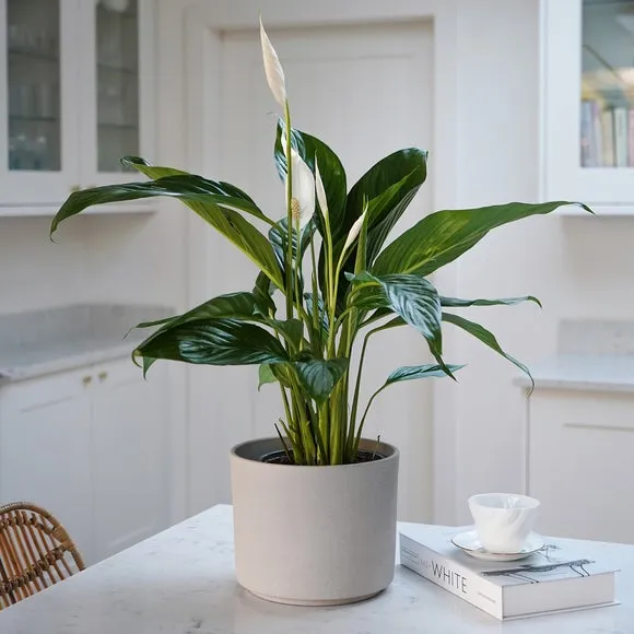 Plant Pot with Textured Finish - Blue Grey