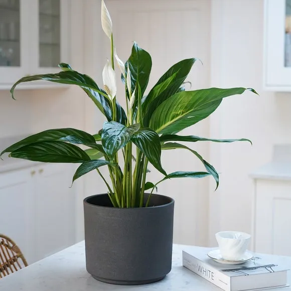 Plant Pot with Textured Finish - Dark Grey