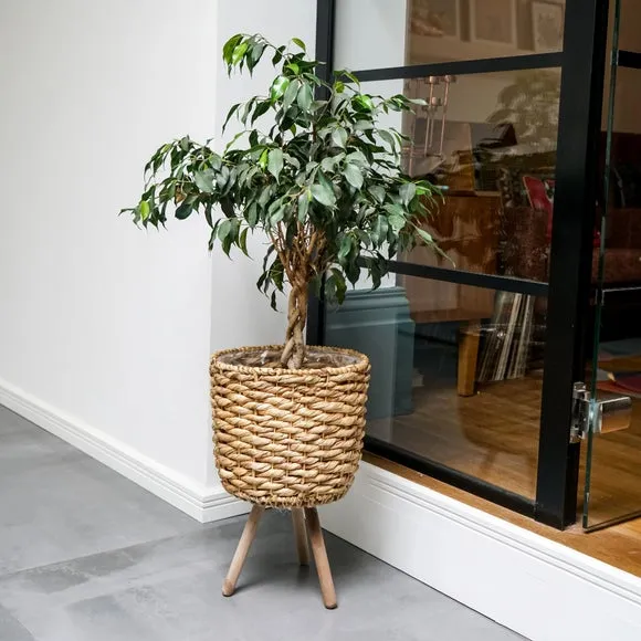 Plant Pot with Tripod Legs - Natural, Water Hyacinth image