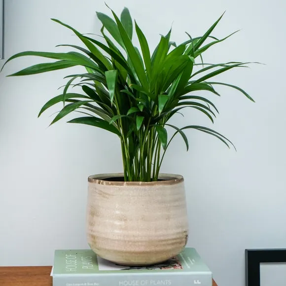 Round Plant Pot with Rustic Finish - Ivory