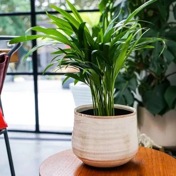 Round Plant Pot with Rustic Finish - Ivory