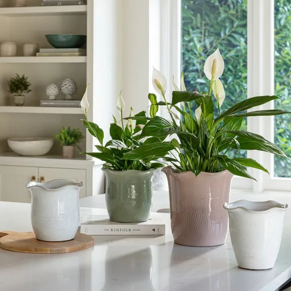 Scalloped Plant Pot with Fluted Design - Blush, Ceramic