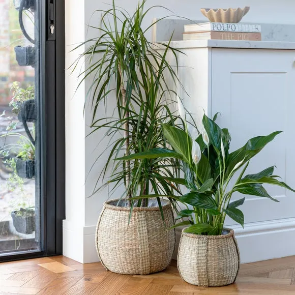 Set of 2 Plant Pots - Natural, Seagrass image