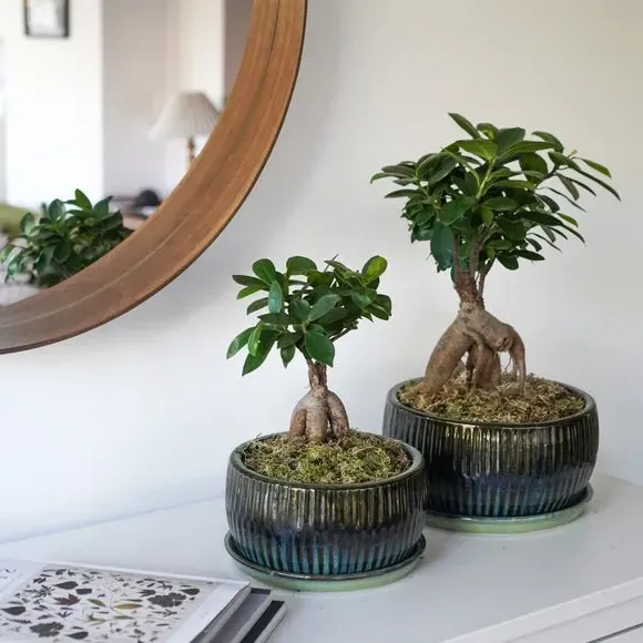 Set of 2 Round Plant Pots - Green, Reactive Glaze