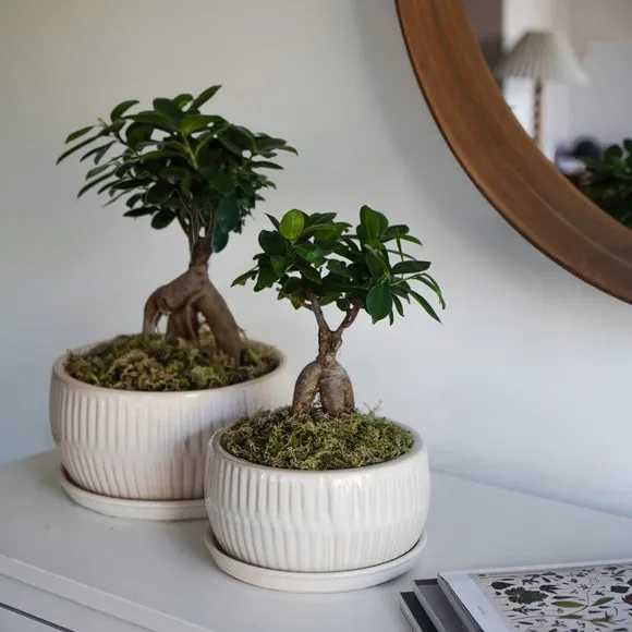 Set of 2 Round Plant Pots - White, Reactive Glaze