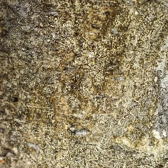 Textured Plant Pot - Natural, Ceramic