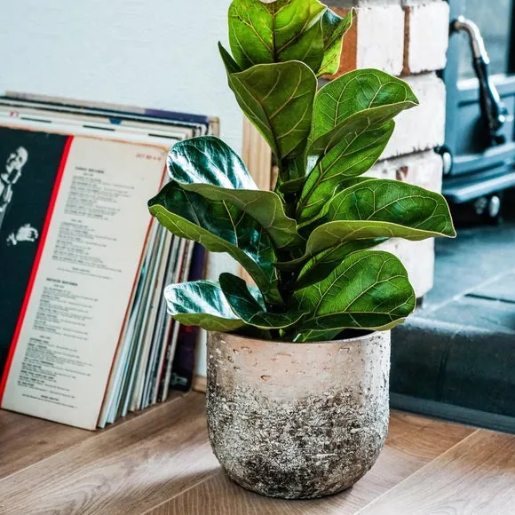 Textured Plant Pot - Natural, Ceramic image