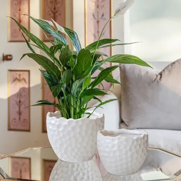 Textured Plant Pot - White, Ceramic