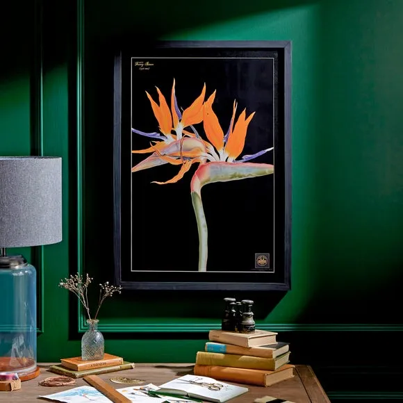 Bird of Paradise Framed Print - Black Frame