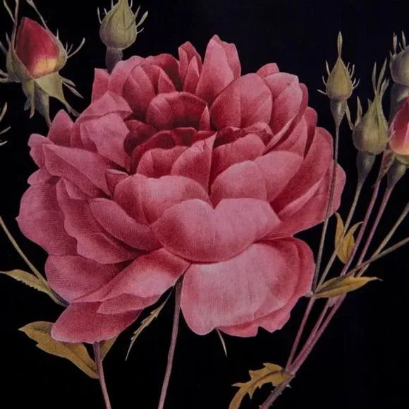 Rose Framed Print - Black Frame