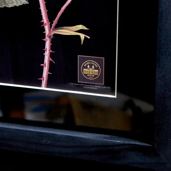Rose Framed Print - Black Frame