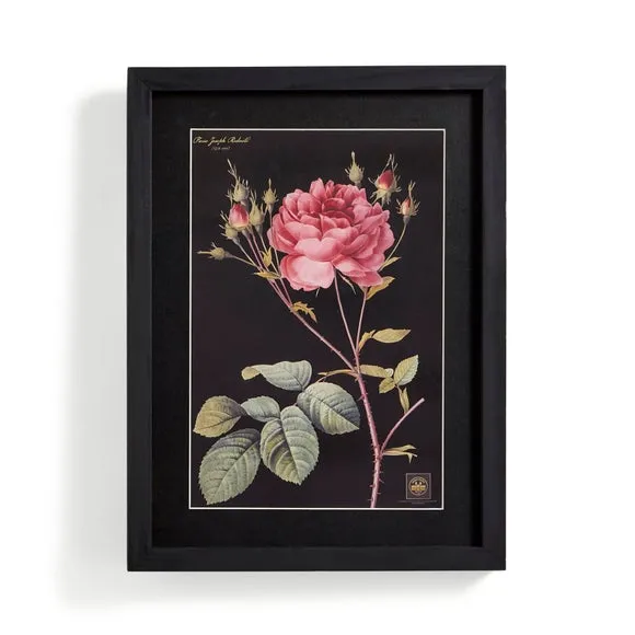 Rose Framed Print - Black Frame