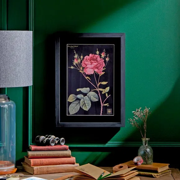 Rose Framed Print - Black Frame image