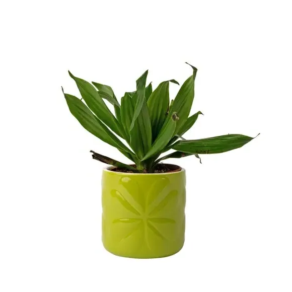 Embossed Plant Pot - Green, Ceramic