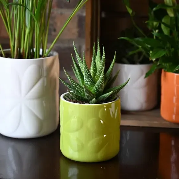 Embossed Plant Pot - Green, Ceramic image
