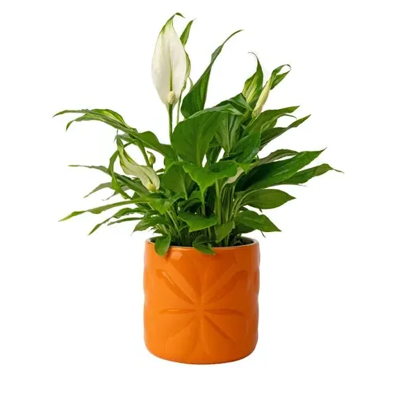 Embossed Plant Pot - Orange, Ceramic