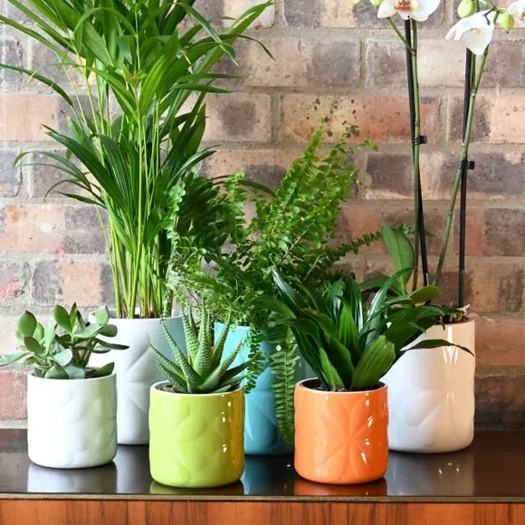 Embossed Plant Pot - Orange, Ceramic