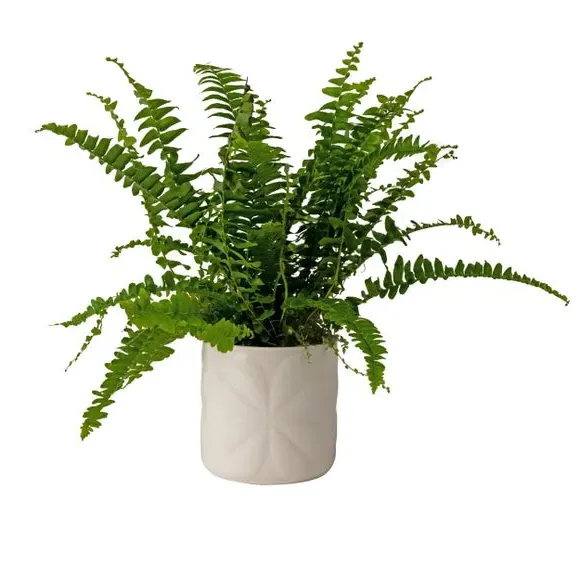 Embossed Plant Pot - White, Ceramic