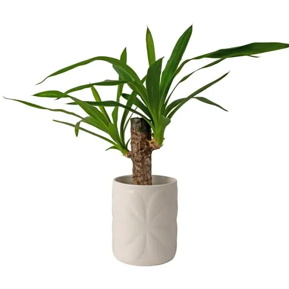 Embossed Plant Pot - White, Ceramic