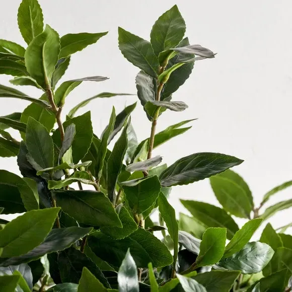 Medium Artificial Bay Tree - Cream, Polypropylene
