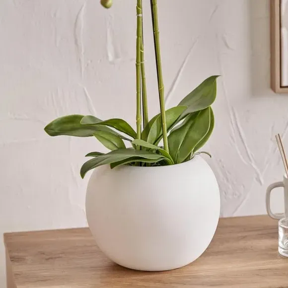 Rounded Artificial Orchid with Pot - White, Ceramic