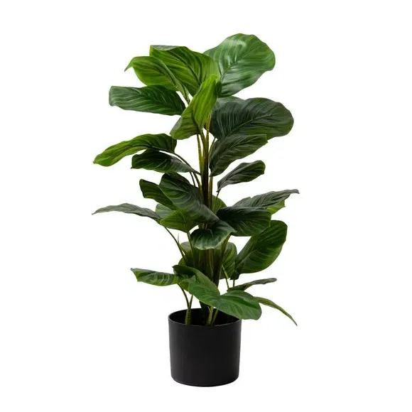 Artificial Arrowroot Plant - Green, Real Touch