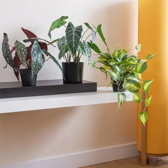 Artificial Caladium Plant - Green, Plastic Pot