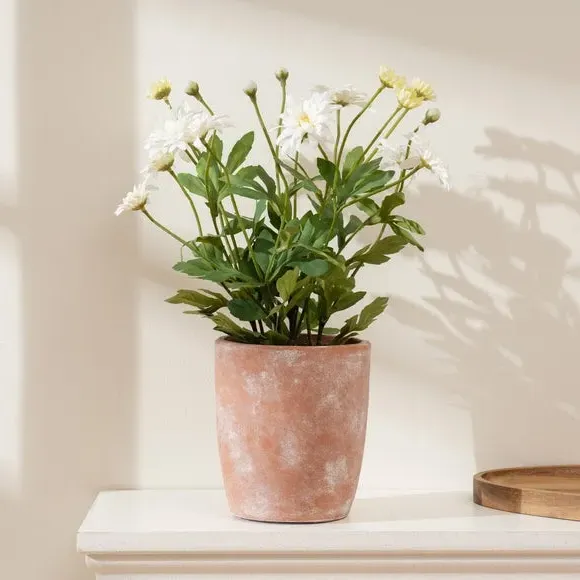 Artificial Daisy Plant - White, Terracotta Pot image